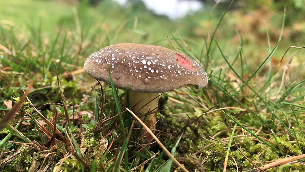 Photo of mushroom at Longshaw Estate, Derbyshire
